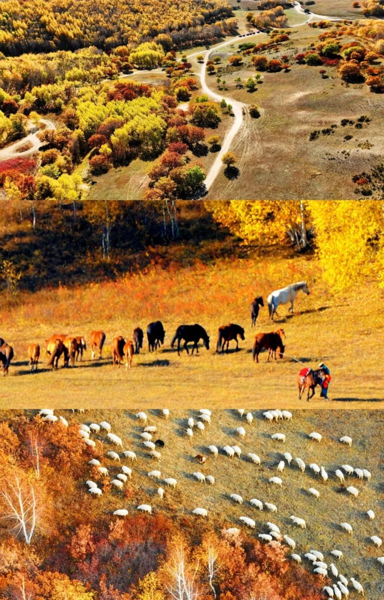 如果秋天只能去一个地方🍂那一定是乌兰布统_5_领队铭铭_乌兰布统-草原-来自52tours 我爱旅游网